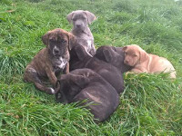 cane corso puppies group